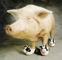 cochon